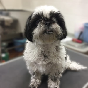 よろしくシーズー