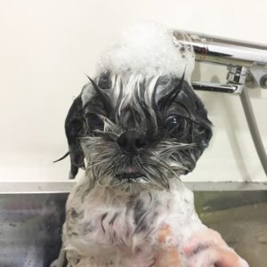 シャンプーシーズー