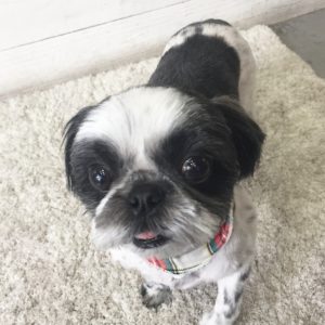 仕上がりシーズー