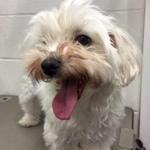 よろしくマルチーズ