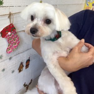 仕上がりマルチーズ