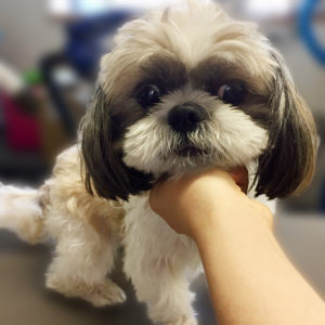 よろしくシーズー