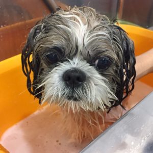 シャンプーシーズー