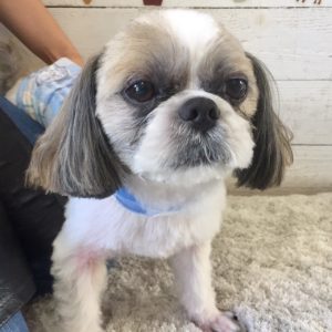 仕上がりシーズー