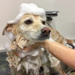 シャンプーミックス