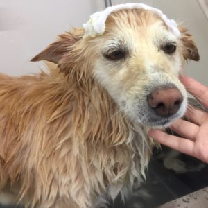 お風呂ミックス