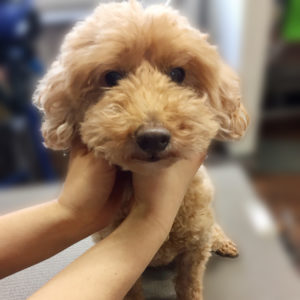 よろしくトイプー