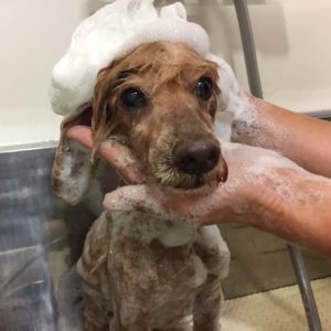 シャンプートイプー