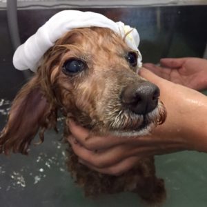 お風呂トイプー