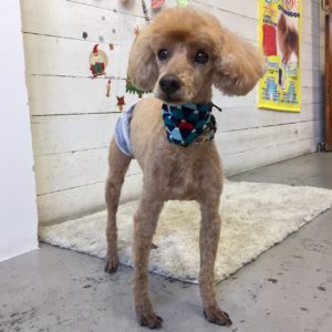 仕上がりトイプー