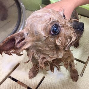 シャンプーヨーキー