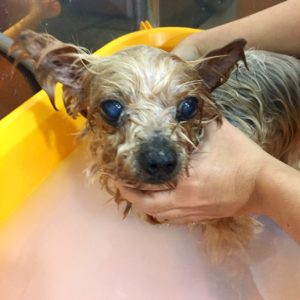 薬用浴ヨーキー