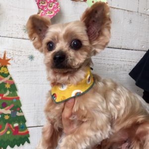 仕上がりヨーキー