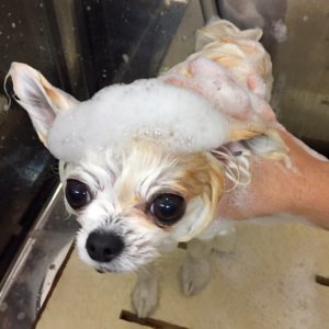 シャンプーチワワ