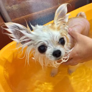 お風呂チワワ