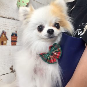 仕上がりチワワ