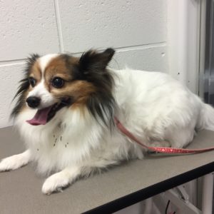 よろしくパピヨン