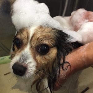 シャンプーパピヨン