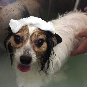 お風呂パピヨン