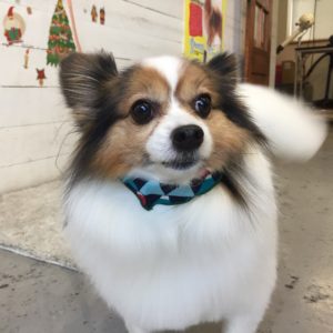 仕上がりパピヨン