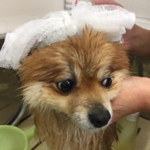 シャンプーポメ
