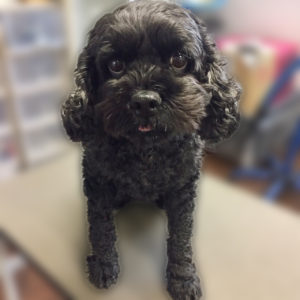 よろしくミックス