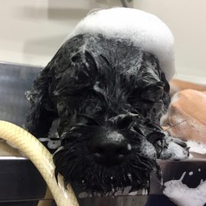 シャンプーミックス