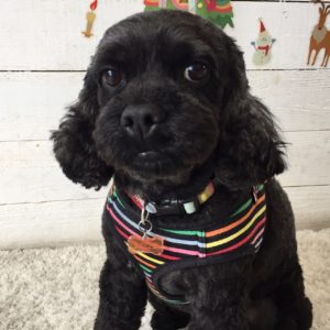 仕上がりミックス