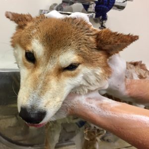 シャンプーしば