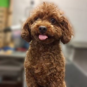 よろしくトイプー