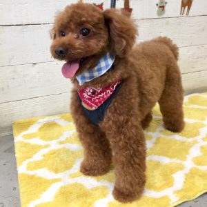 仕上がりトイプー