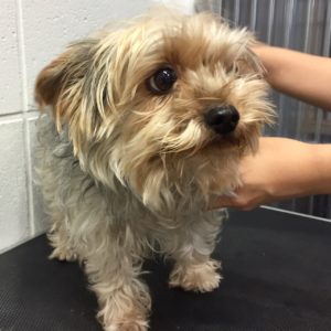 よろしくヨーキー