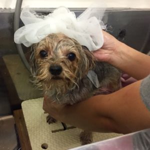 シャンプーヨーキー