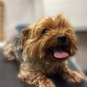 よろしくヨーキー