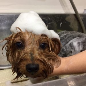 シャンプーヨーキー