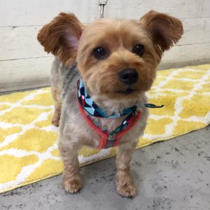 仕上がりヨーキー