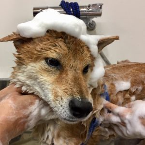 シャンプーしば