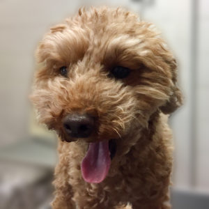 よろしくトイプー