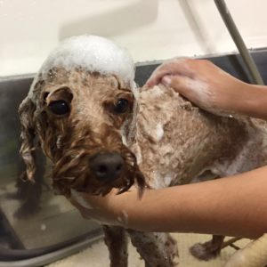 シャンプートイプー