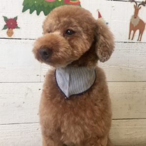 仕上がりトイプー