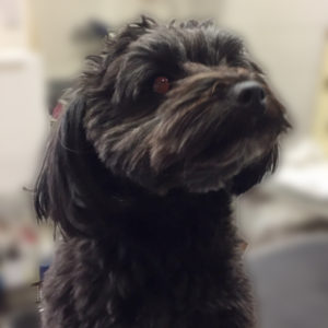 よろしくミックス