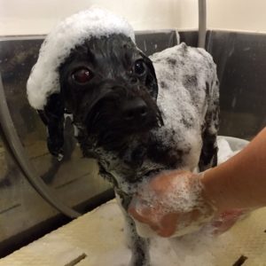 シャンプーミックス