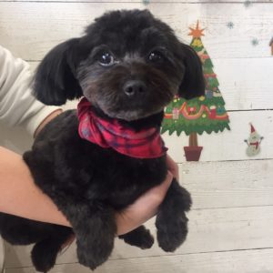 仕上がりミックス