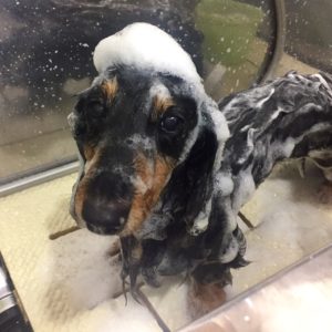 シャンプーダックス