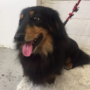 仕上がりダックス