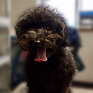 よろしくトイプー