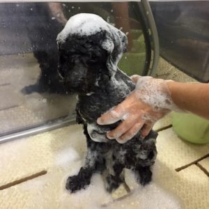 シャンプートイプー