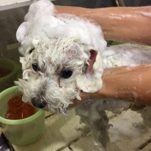 シャンプートイプー