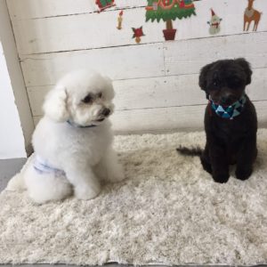 仕上がりトイプー