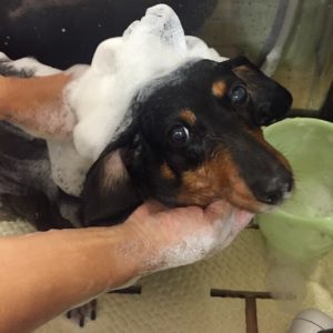 シャンプーダックス